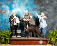 Afghan Hound #8 Sun OHG4 Judge Gloria Kerr