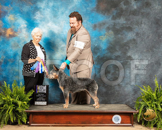 Australian Cattle Dog #9 Sun BOB Judge Gloria Kerr_SSR_8584_Ablne2019-HR