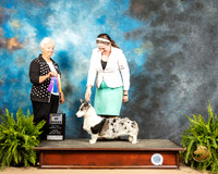 Cardigan Welsh Corgi #12 Sun BOB Judge Gloria Kerr
