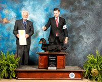 Dachshund Long Haired #17 Sun G3 Judge Houston Clark