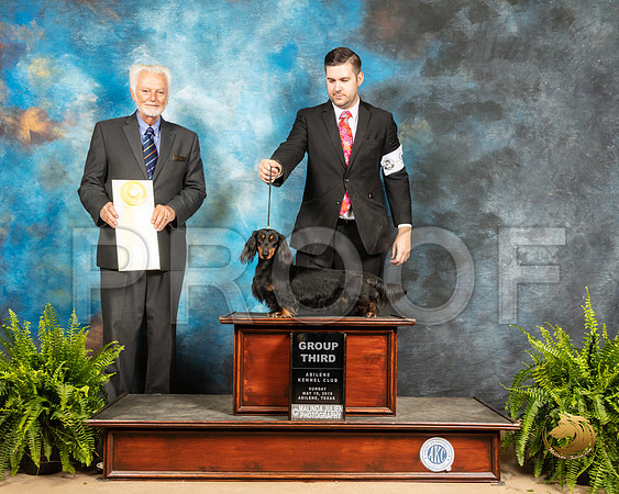 Dachshund Long Haired #17 Sun G3 Judge Houston Clark_SSR_8561_Ablne2019-HR