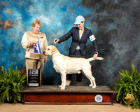 Labrador Retriever #21 Sun BOW Judge Judith Powell
