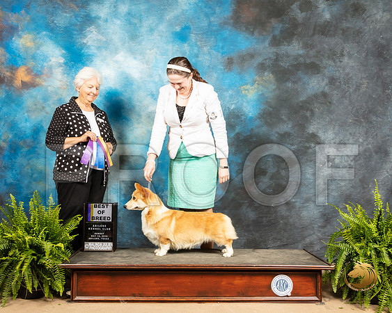 Pembroke Welsh Corgi #12 Sun BOB Judge Gloria Kerr_SSR_8578_Ablne2019-HR