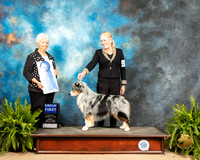 Miniature American Shepherd #7 Sun G1 Judge Gloria Kerr