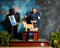 Port uguese Podengo Pequeno #5 Sun G1 Judge Houston Clark