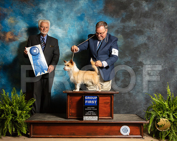 Port uguese Podengo Pequeno #5 Sun G1 Judge Houston Clark_SSR_8554_Ablne2019-HR