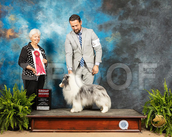 Shetland Sheepdog #9 Sun G2 Judge Gloria Kerr_SSR_8575_Ablne2019-HR