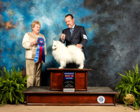 American Eskimo #5 Sun RBIS