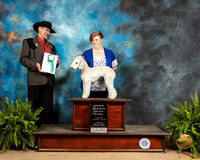 Bedlington Terrier #18 Sun OHG3 Judge Lee Herr