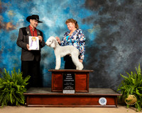 Bedlington Terrier #7 Sun GoldGrCh Judge Lee Herr