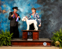 Bedlington Terrier #8 Sun WB Maj NCh Judge Lee Herr