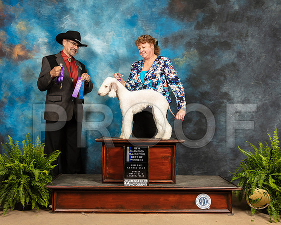 Bedlington Terrier #8 Sun WB Maj NCh Judge Lee Herr_SSR_8667_Ablne2019-HR