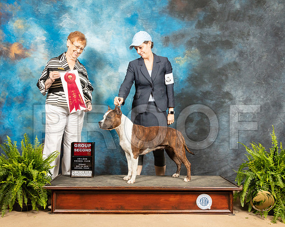 Boxer #8 Sun G2 Judge Patricia Hastings_SSR_8626_Ablne2019-HR