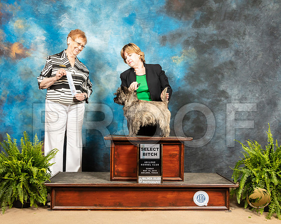 Cairn Terrier #14 Sun WB Judge Patricia Hastings_SSR_8642_Ablne2019-HR