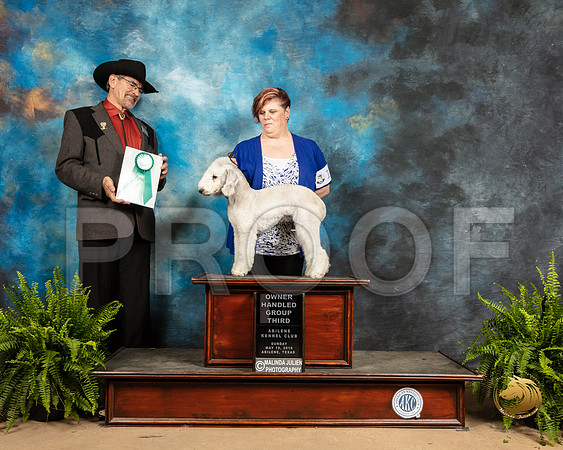 Bedlington Terrier #18 Sun OHG3 Judge Lee Herr_SSR_8660_Ablne2019-HR