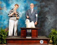 Maltese #8 Sun BOB Judge Patricia Hastings