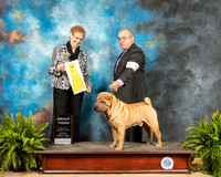 Chinese Shar Pei #5 Sat G3 Judge Patricia Hastings