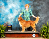 Nova Scotia Duck Tolling Retriever #5 Sat BOB