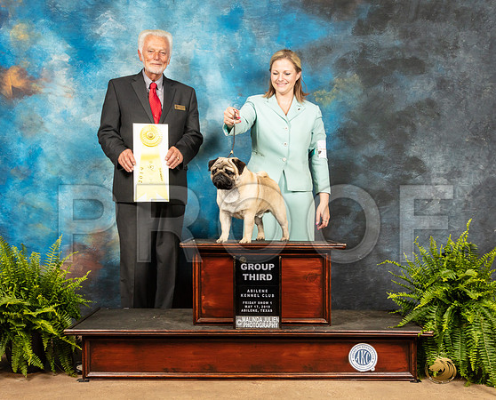 Pug #9 Fri G3 Judge Houston Clark-SSR_8426e-HR3