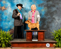 Norwich Terrier #5 Sat BOW Judge Lee Herr