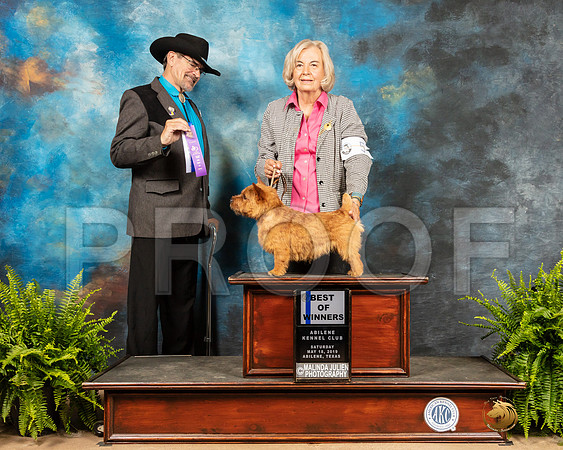 Norwich Terrier #5 Sat BOW Judge Lee Herr-SSR_8015e-HR3