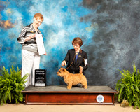 Norwich Terrier #7 Sun G4 Judge Patricia Hastings