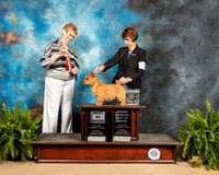 Norwich Terrier #7 Sun BOB OHBOB Judge Patricia Hastings
