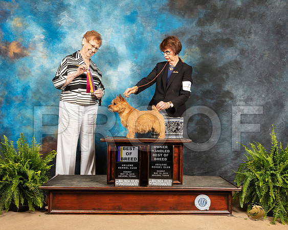 Norwich Terrier #7 Sun BOB OHBOB Judge Patricia Hastings-SSR_8540e-HR3