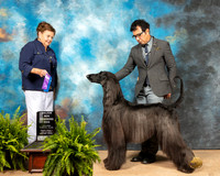 Afghan Hound #11 Fri1 Judge Catherine Bell