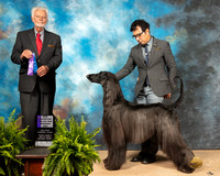 Afghan Hound #11 Fri2 WD NCh Judge Houston Clark
