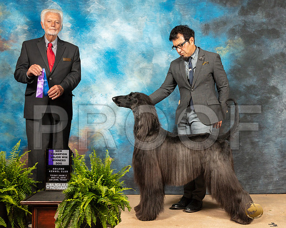Afghan Hound #11 Fri2 WD NCh Judge Houston Clark-SSR_7697e-HR3