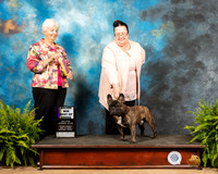 French Bulldog #5 Fri2 BOB Judge Gloria Kerr
