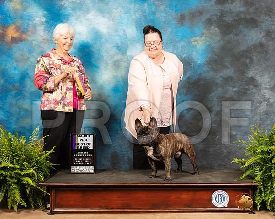 French Bulldog #5 Fri2 BOB Judge Gloria Kerr-SSR_7683e-HR3