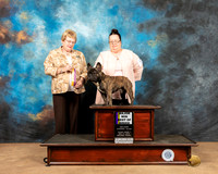 French Bulldog #5 Fr1 BOB Judge Judith Brown