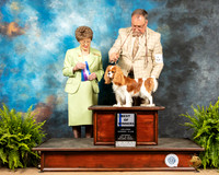 Cavalier King Charles Spaniel #24 Sat BOW Judge Patricia Trotter