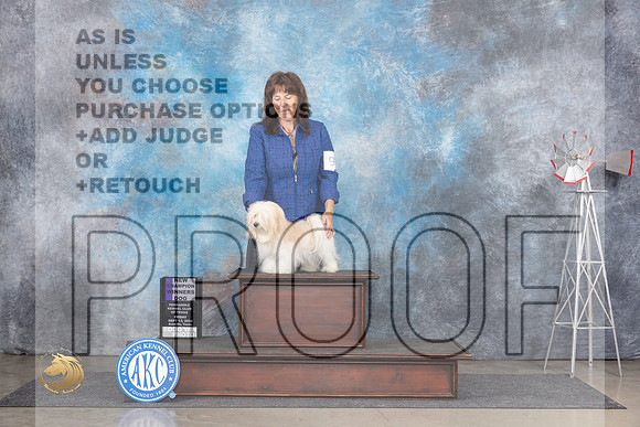 Havanese #9 Fri WDCH Judge Gary Andersen__JP_5331_Amarillo_2024_HR3