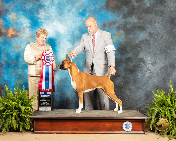 Boxer #10 Sun BIS Judge Judith Brown_SSR_8648_Ablne2019-HR
