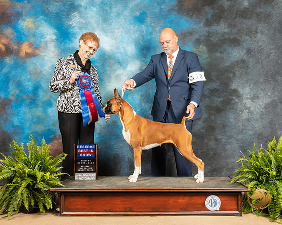 Boxer #10 Sat RBIS Judge Patricia Hastings_SSR_8327_Ablne2019-HR
