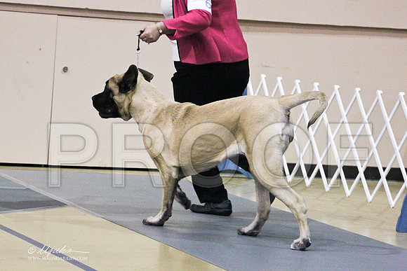 Mastiff-9506LR