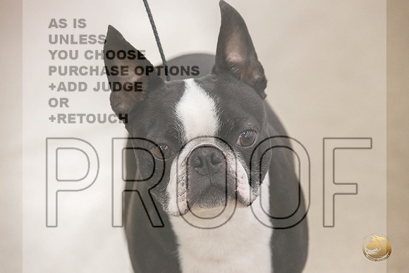 Boston Terrier #707 #974 Ring Fri_JJL_2066_Premier_2024_HR3