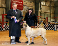 Mastiff #12 Sat BOW New Ch