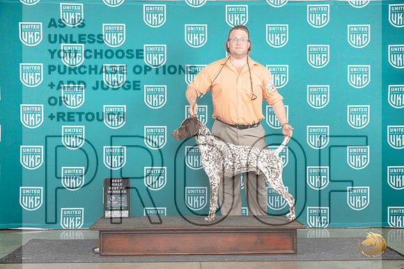 German Shorthaired Poinnter #474 Fri BMBOW Judge Tracie Karsjens__JP_1566_Premier_2024_HR3