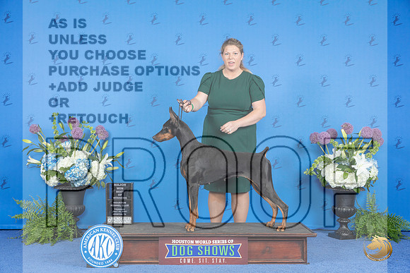 Doberman #28 THUR BOW M Judge Douglas Johnson__JP_8206_Houston_2024_HR3