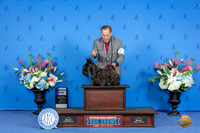Scottish Terrier #5 SUN WD Judge Jon Cole