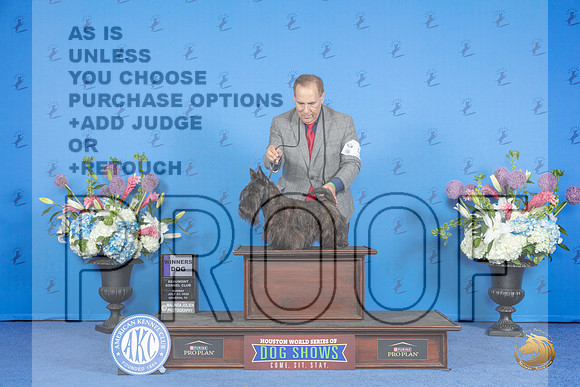 Scottish Terrier #5 SUN WD Judge Jon Cole__JP_0330_Houston_2024_HR3