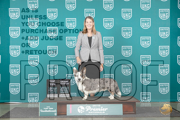 Cardigan Welsh Corgi #212 Thur T10BOB Judge Stephanie Mueller__JP_2277_Premier_2024_HR3