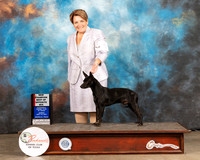 American Hairless Terrier #5 Sun BOB Judge