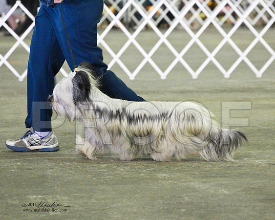 Skye Terrier - 0001-3
