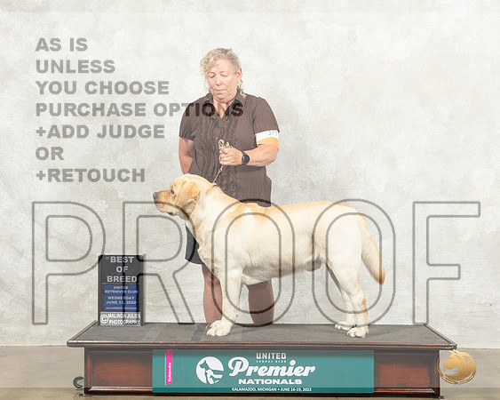 Labrador Retriever #517 Wed BOB Judge Nancy Gallant_MMJ_6851_Premier_2022_HR3