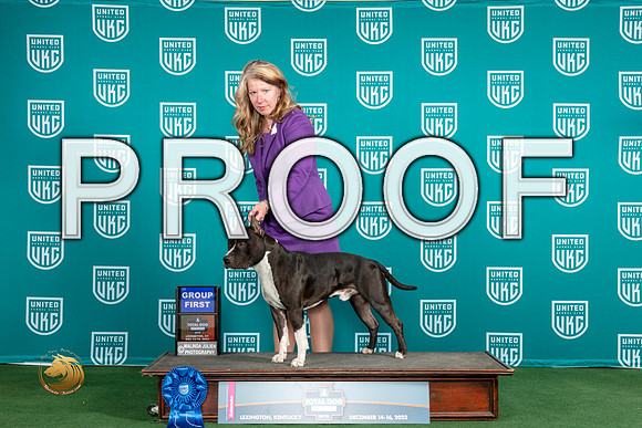 American Pit Bull Terrier #135 Sat G1_JP_4574_UKCTDI_2023_HR3